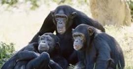 Шимпанзе смогут подсказать истоки человеческой морали