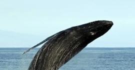 Учёные: сахалинским чудовищем оказался мертвый детёныш кита