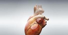 Ученые создали миниатюрное сердце человека