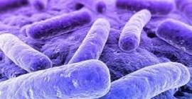 Учёные: в домашней пыли живёт до 9 тысяч разновидностей микробов