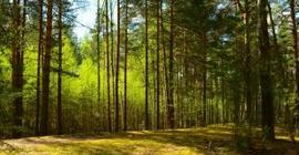 Ученые: На Земле растет не менее 3-х триллионов деревьев