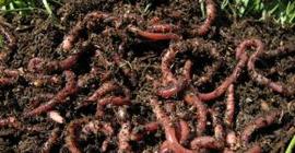 Ученые: черви питающиеся пластиком, очистят планету от мусора