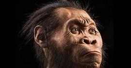 Ученые рассказали об особенностях анатомии нового вида человека - Homo naledi 