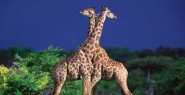 Чем объяснить длинную шею жирафов