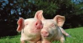 Генетики адаптировали органы свиней для пересадки человеку