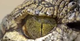 Почему крокодилы спят с одним открытым глазом