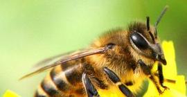 Люди использовали пчелинный мед уже девять тысяч лет назад