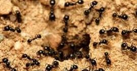 Колония муравьев представляет собой &quot;суперорганизм&quot;