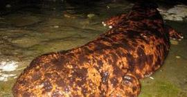 В Китае поймали гигантскую 200-летнюю саламандру