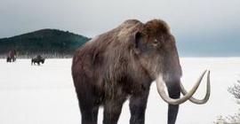 Учёные: через 10 лет в Сибири появятся первые мамонты