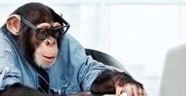 Ученые: обезьянам ничто человеческое не чуждо