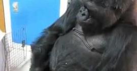В Сеть попало видео нападения разъяренной гориллы на МКС