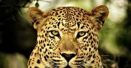Ученые нашли леопарда-долгожителя