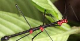 В Китае обнаружили насекомое невероятных размеров