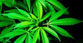 Ученые обнаружили новую опасность марихуаны