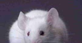 Ученые научились делать мышей прозрачными