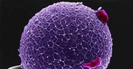 Биологи впервые получили живой эмбрион без участия яйцеклетки