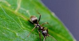 В желудке лягушки обнаружен неизвестный вид муравьев с поразительными челюстями