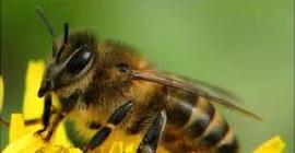 Энтомологи придумали, как вызывать у пчел радость