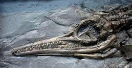 Палеонтологи рассказали о двух новых видах ихтиозавров, которые жили в нижнем Юрском периоде