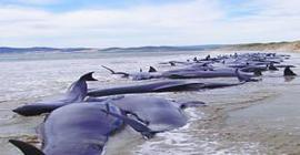 Ученые назвали возможную причину массовых самоубийств дельфинов и китов