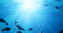 Специалисты предрекли исчезновение рыбы в Мировом океане