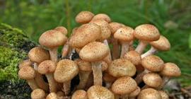 Из желудка жительницы Китая удалили целую колонию проросших грибов