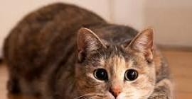 Истинное отношение кошек к хозяевам шокировало ученых‍