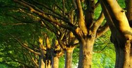 Ученые рассказали, сколько видов деревьев растет на Земле