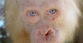На Борнео спасли из плена редкостного орангутанга-альбиноса