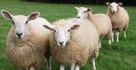 Искусственный интеллект научился определять боль у овец по морде