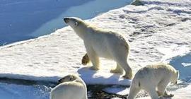 Туша выброшенного на берег кита приманила более 200 белых медведей на Чукотке