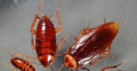 Секрет тараканов раскрыт