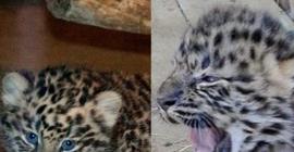 В Московском зоопарке у амурских леопардов родились два котенка