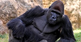 Забота о детенышах делает самцов горных горилл желанными для самок