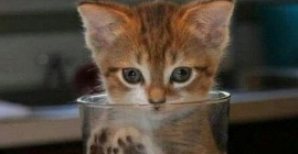 11 фотографий, доказывающих, что коты — это жидкость