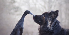Серия фотографий трогательной дружбы между собакой и уткой