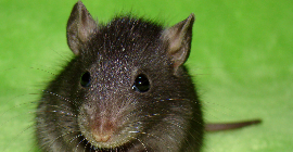 Характеристика и совместимость людей, родившихся в год Крысы
