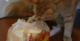 Найдено объяснение, почему некоторые кошки одержимы поеданием хлеба
