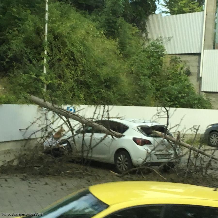 В Кисловодске дерево упало на крышу автомобиля