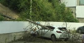 В Кисловодске дерево упало на крышу автомобиля