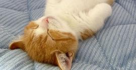 В Сети набирает популярность котенок, который спит, как человек
