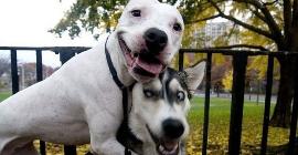 15 фотографий собак, которые заставят вас улыбнуться
