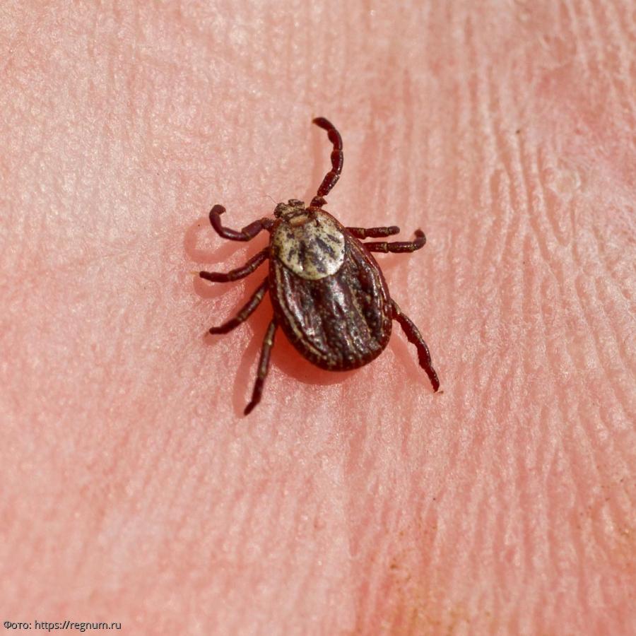 Клещи в москве и подмосковье. Клещи в москве и подмосковье. Клещи в москве и подмосковье. Клещи в подмосковье сейчас. Укусил энцефалитный клещ.