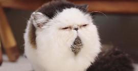 В Сети набирает популярность необычный кот с круглой мордой и узкими глазами