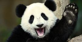 В Московском зоопарке отмечают дни рождения панд