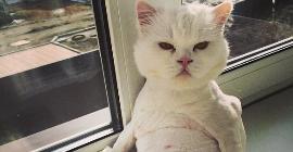 10 фото смешных котов, которые остались недовольны новой стрижкой