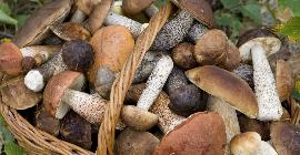 Способы выращивания грибов на своей даче