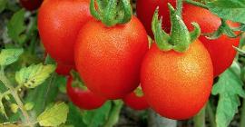 Особенности выращивания помидоров на даче без теплицы
