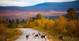 Лапландия: Божественная естественная красота потрясающих панорам